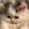 aseel_12345.2