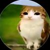 meowl99751