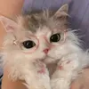 kelceyclaire