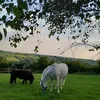 oliveandthe3mares