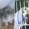 pitomchiki_yumi.rikki