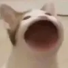 chimuonbenemlucnay1
