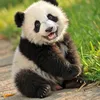 mr.panda633