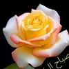 user92130029986838