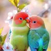 ocin.pakhi196
