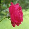 mizan7945