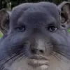 uwu_stban
