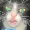 mycatnameisnacho