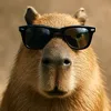 capilive1