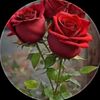 amel_amel574