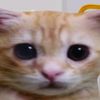 robloxdonationson