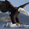 bishal1386