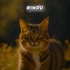 robi.hariyanto6