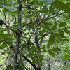 dendrophiliaaa