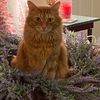 cat.mom104