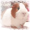 chipy254