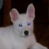 justwosillypups