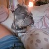 laylacarrico_spam