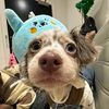 cute.animalfun6