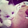 syif_fifa