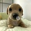 mustachelove