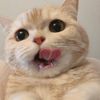 miaoU