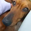deutscher.dackel