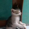 adit14132