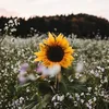 sunflower.183