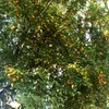 ervg31