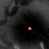 mohammed.bassam12