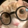 jin_xieer