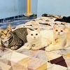 boybettybobycat