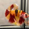 barokahbettafish2_