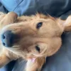 hugoandmurphy