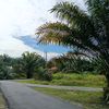 dalilah12_