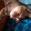 sikucinglucu_