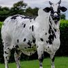 elmersaulgodoycor