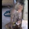 drunk_monkey0