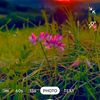 nijum.rater.pori462
