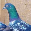 faisal_baar