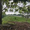 granja234