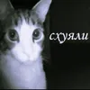 botyao0
