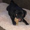 monsterpug100
