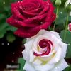 romanticboy0228