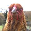 pollo_mad_chicken