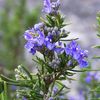 d.l.p.w..rosemary