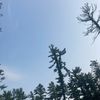 hansel_670