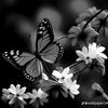 ayisha5683