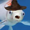 the_magicwizard_fish445